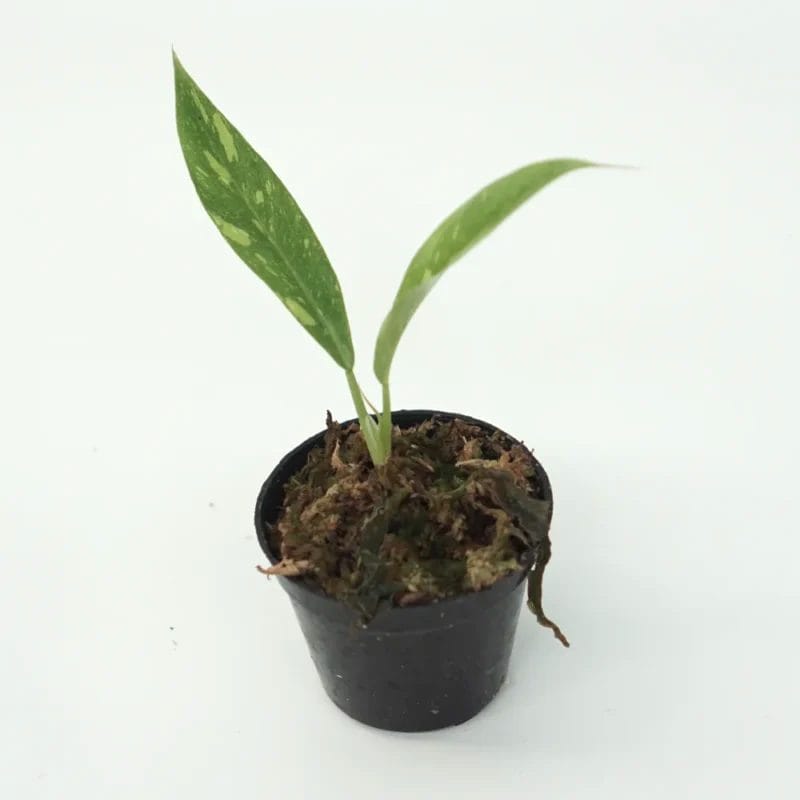 Sale Philodendron Ring of Fire