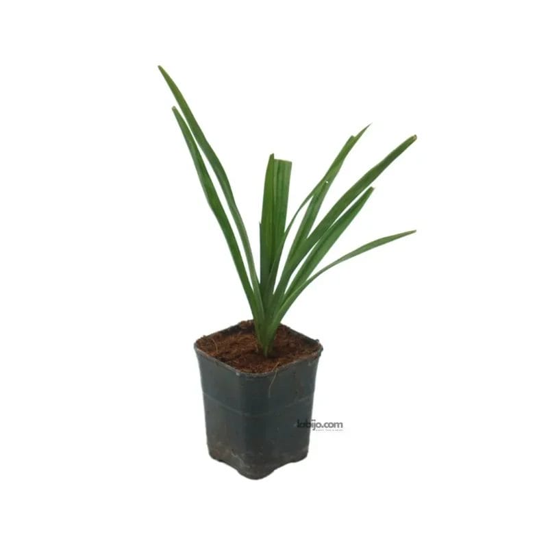 Pandan Plant Pandanus Amaryllifolius for Sale Live Plant