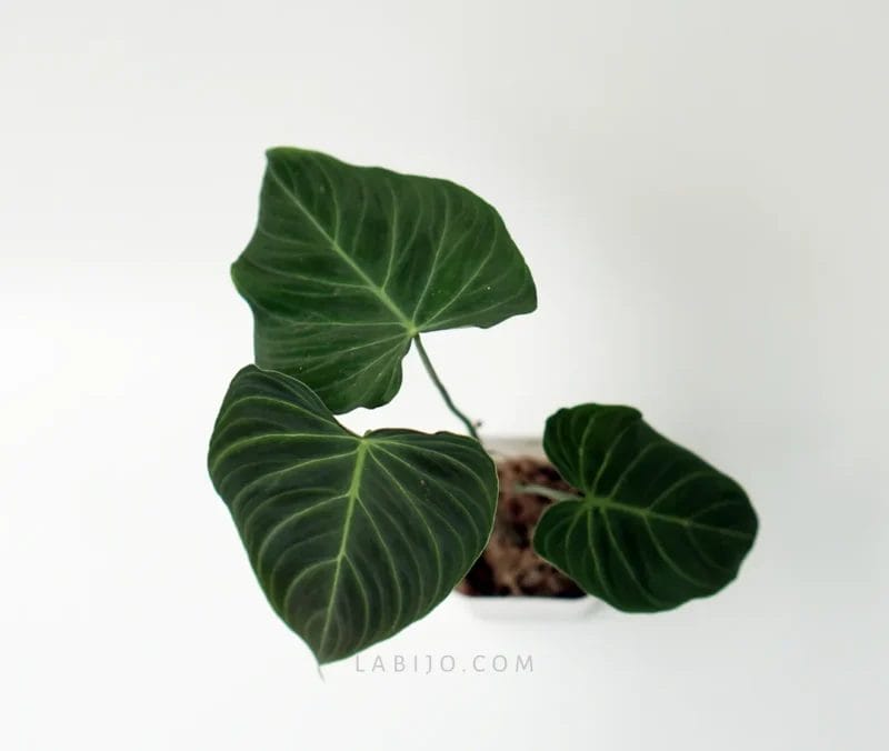 buy Philodendron Glorious