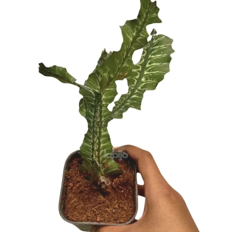 Euphorbia Bougheyi Batik