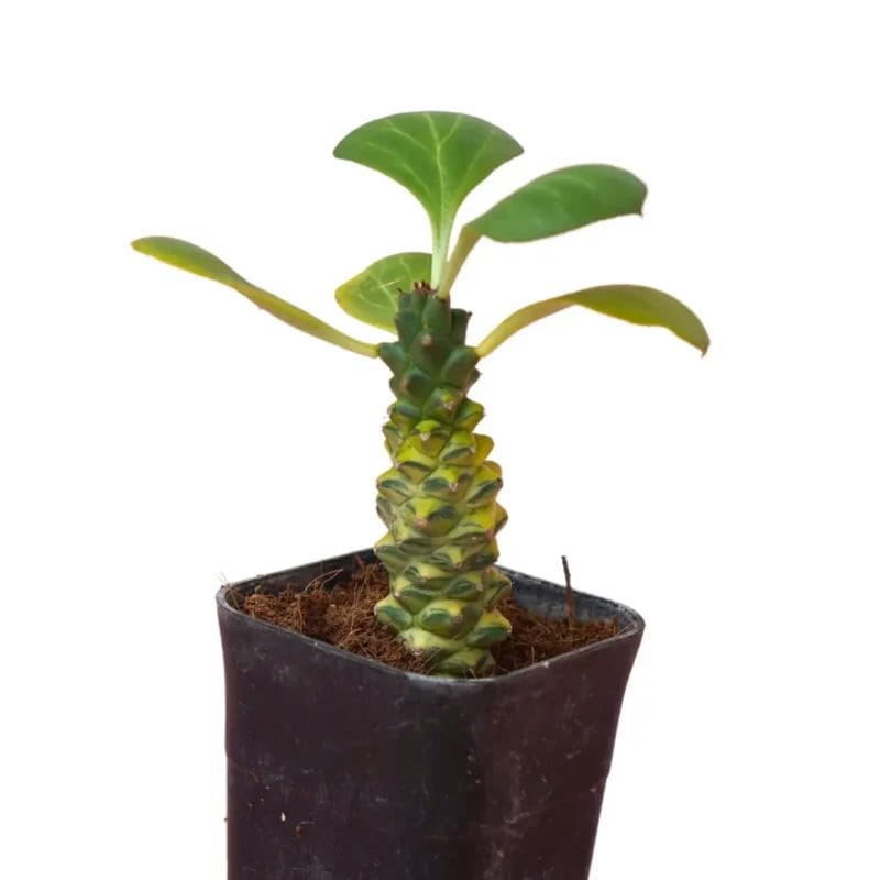 Euphorbia Monadenium Ritchiei Yellow Variegata