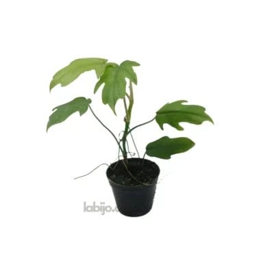Philodendron Mayoi with 5 leaves