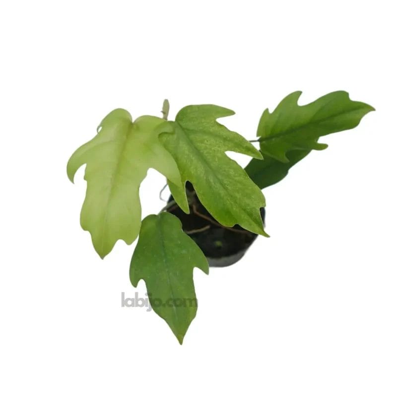 Philodendron Mayoi from top view with green lush leaves
