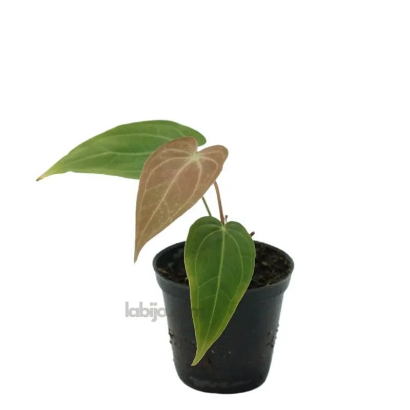 Anthurium Magnificum