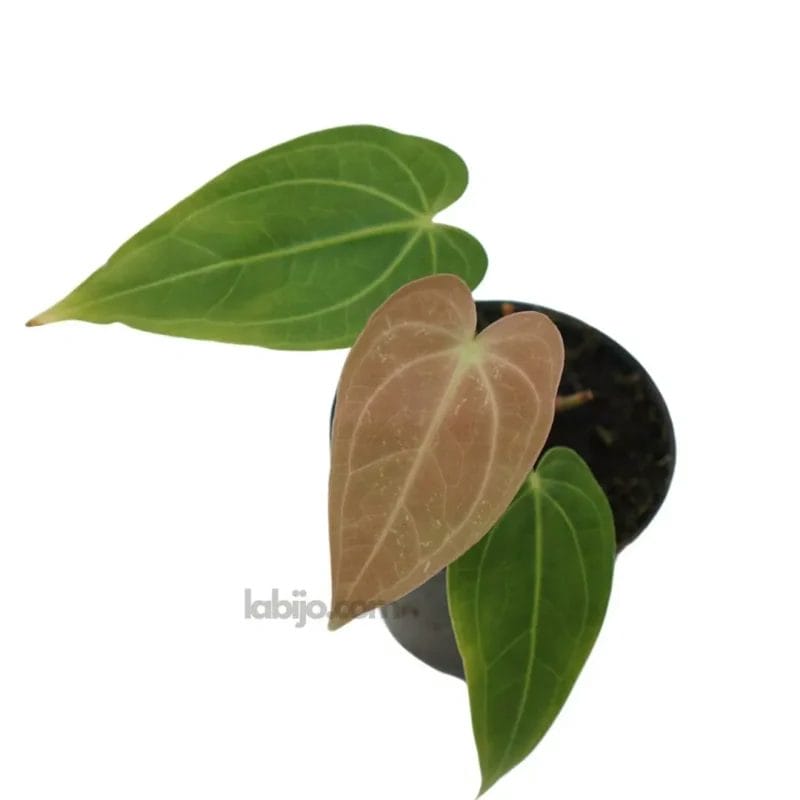 Anthurium Magnificum Leaves