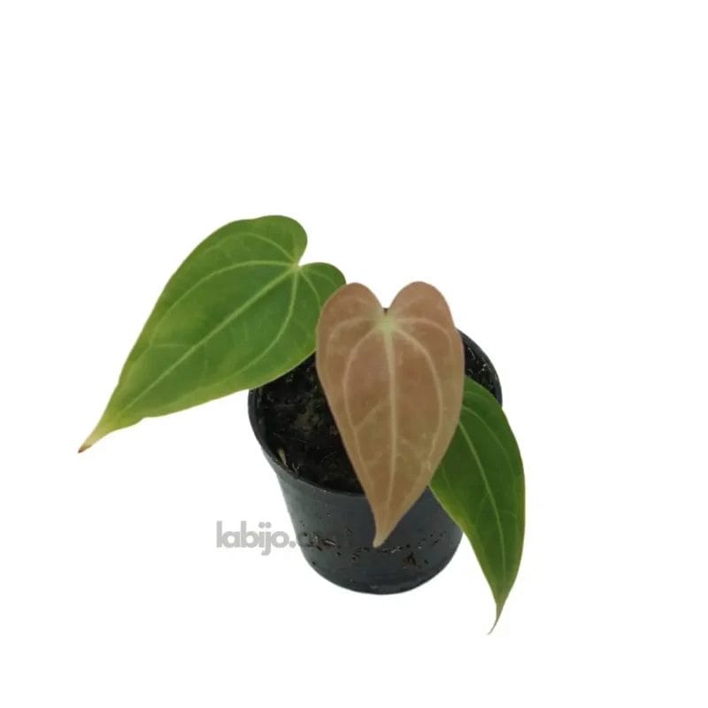 Buy Anthurium Magnificum