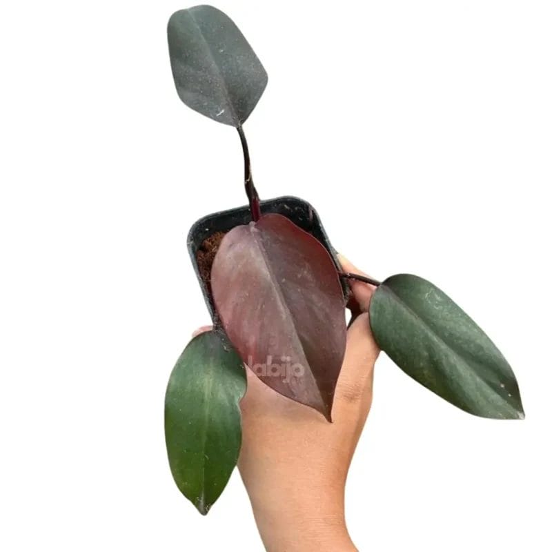 Dark Lord Philodendron