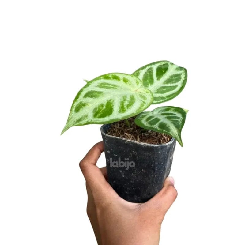 Dorayaki Anthurium