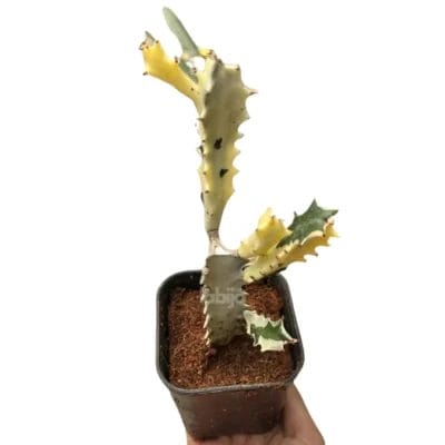 Euphorbia Lactea