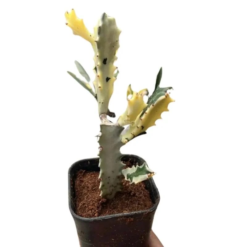 Ghost Cactus Variegated