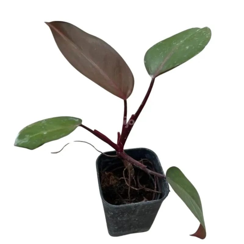 Philodendron Dark Lord