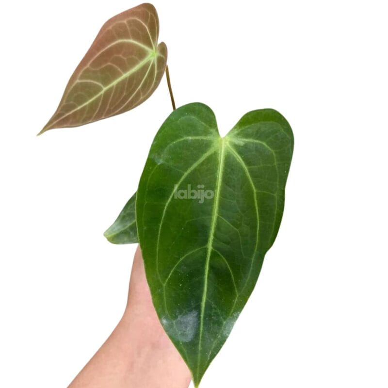 a hand hold anthurium magnificum