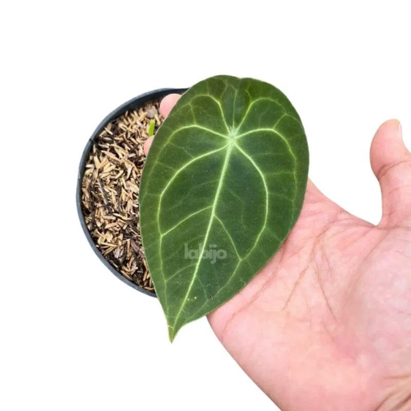 Anthurium Hybrid