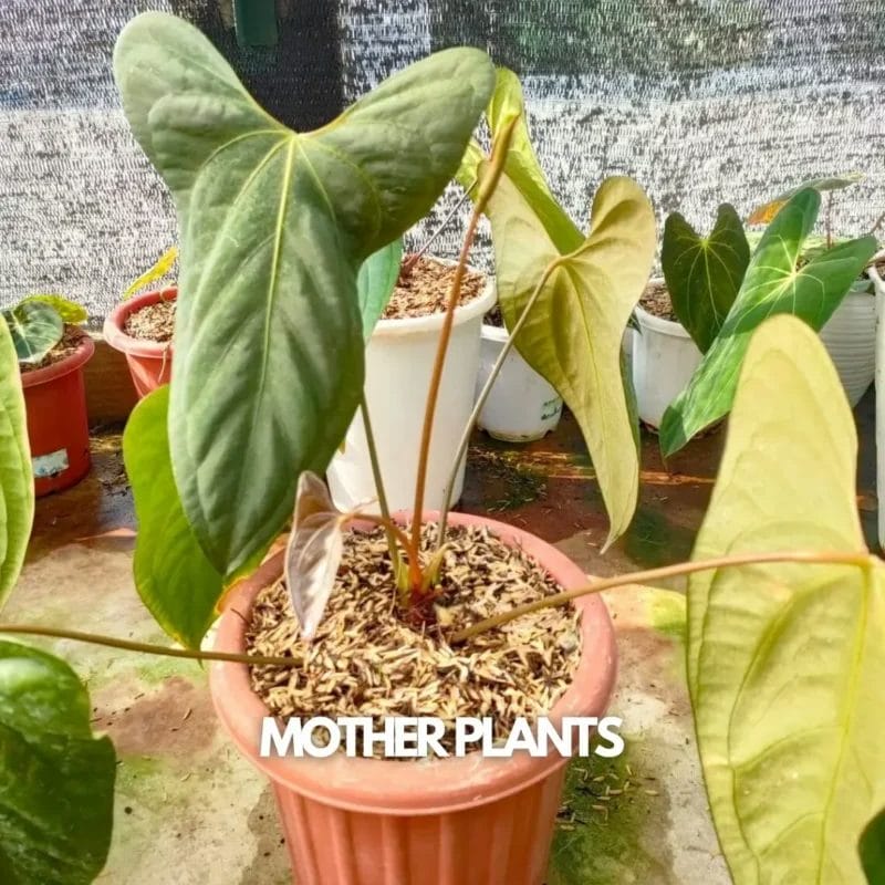 Anthurium Hybrid Mother