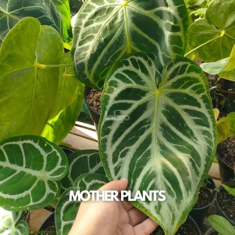 Anthurium Open Pollination