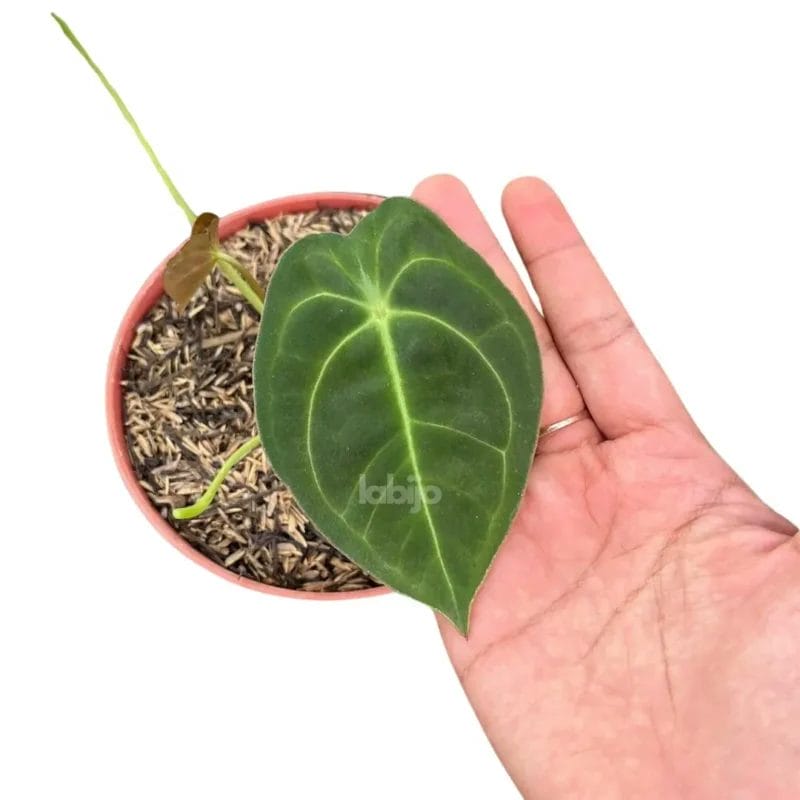 Hybrid Anthurium