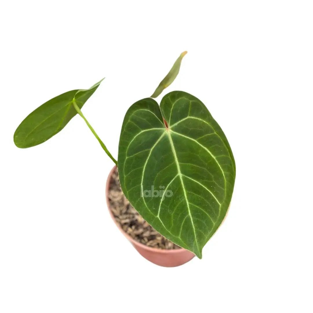 Open Pollination Hybrid Anthurium